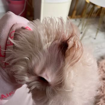 Pati Pet Kuaför&nbsp; Hayvanımın Etini Kesti