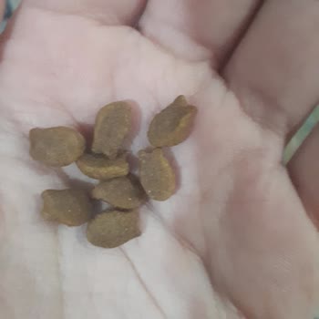 Felicia Pet Food Tanecik Değişimi Ve Böcek Çıkması