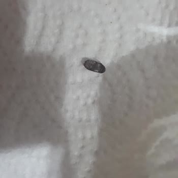 Felicia Pet Food Tanecik Değişimi Ve Böcek Çıkması