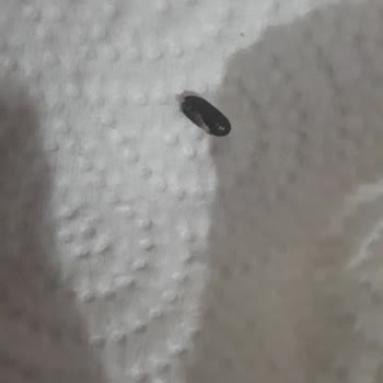 Felicia Pet Food Tanecik Değişimi Ve Böcek Çıkması