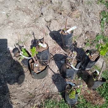 Fidandiyarim.com Fidan Bilgisi Başka Fotoğraf Başka Boyut Başka. Aldanmayınız