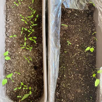 Zengarden Tohumları Çıkmadı, Başka Bir Bitki Çıktı