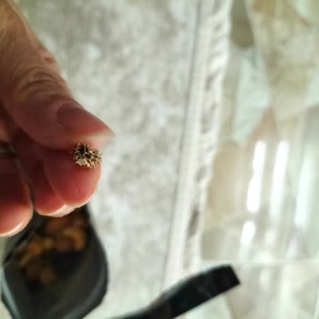 File Market Kuruyemiş Paketinden Çıkan Kuru Diken