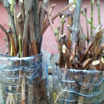 Billurkent Devre Tatil Gül Blogu Karşısında Nahoş Görüntü