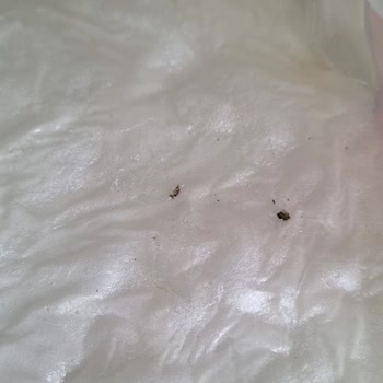 Ege Kadayıf Üretim Hatalı Güllaç