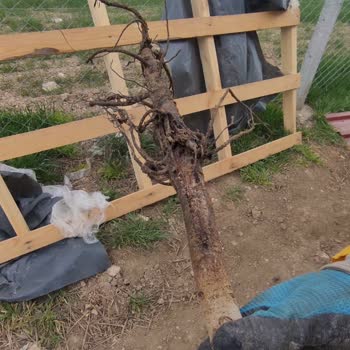 Mevsim Fidancılık Peyzaj Ceviz Fidanları Kökleri Çürük Geldi.