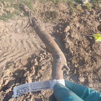 Mevsim Fidancılık Peyzaj Ceviz Fidanları Kökleri Çürük Geldi.