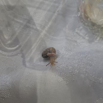 Çanakcı Döner'den Alınan Yemekten Salyangoz Çıkması