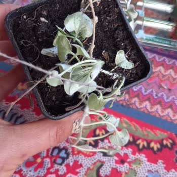 Zengarden Bitki Yerine Kurumuş Küflü Ot Göndermiş