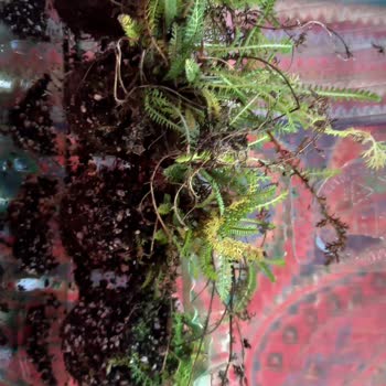 Zengarden Bitki Yerine Kurumuş Küflü Ot Göndermiş