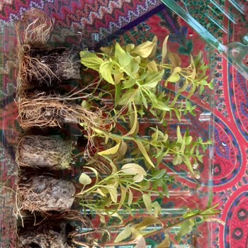 Zengarden Bitki Yerine Kurumuş Küflü Ot Göndermiş