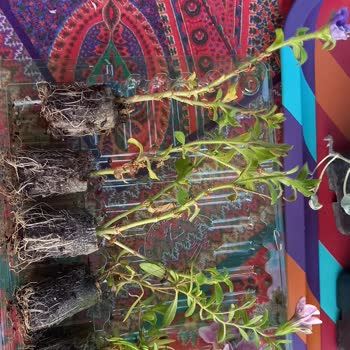 Zengarden Bitki Yerine Kurumuş Küflü Ot Göndermiş