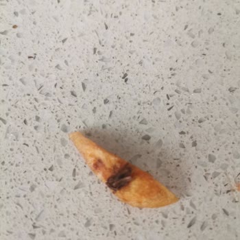 BİM Marka Patates Kızartması Ürününde Sinek Çıktı