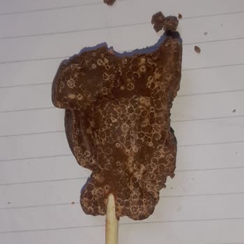 Ozmo Çikolata Bayat Çıktı