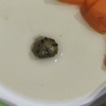 Penguen Gıda Penguen Marka Garnitürden Salyangoz Çıktı