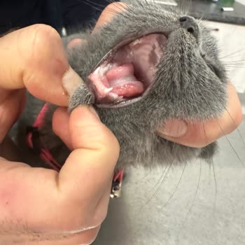 Petcim.com'dan Aldığım Scottish Fold Kedi Ölümcül Hastalık Taşıyordu