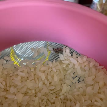 Toprak Mahsulleri Ofisi (TMO) Pirinçlerin'de Arı Çıkması