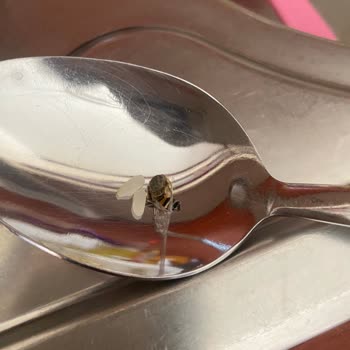 Toprak Mahsulleri Ofisi (TMO) Pirinçlerin'de Arı Çıkması