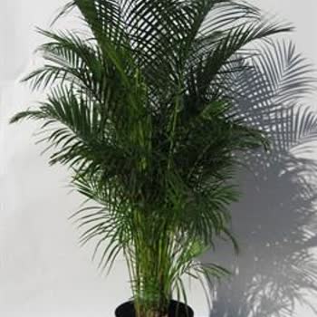 Bitkicimtr Görselden Ve Vaat Edilenden Farklı Ürün Gönderilmesi