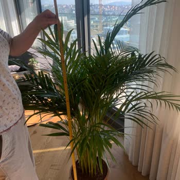 Bitkicimtr Görselden Ve Vaat Edilenden Farklı Ürün Gönderilmesi