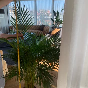 Bitkicimtr Görselden Ve Vaat Edilenden Farklı Ürün Gönderilmesi