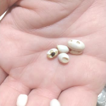 Başhan BİM Market Kurtlu Fasulye Satıyor