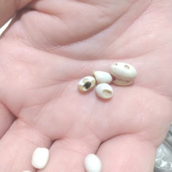 Başhan BİM Market Kurtlu Fasulye Satıyor