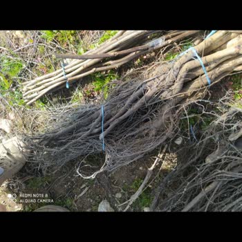 Panç Fidancılık Çürük Fidan Satışı