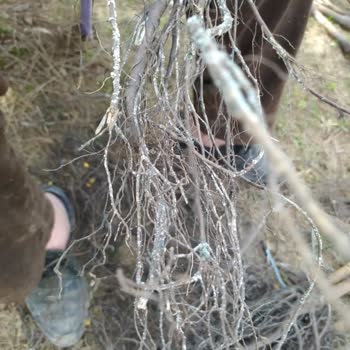 Panç Fidancılık Çürük Fidan Satışı