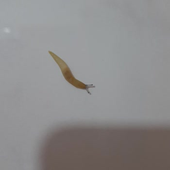 Mamak Belediyesi Hamam Böcekleri Ve Değişik Değişik Böcekler