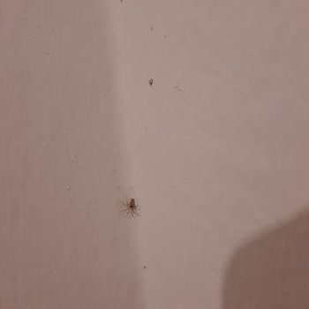 Mamak Belediyesi Hamam Böcekleri Ve Değişik Değişik Böcekler