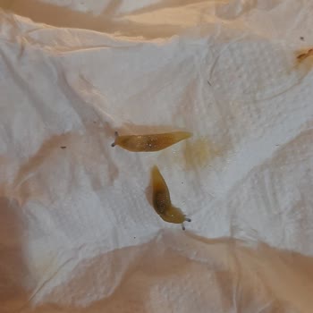 Mamak Belediyesi Hamam Böcekleri Ve Değişik Değişik Böcekler