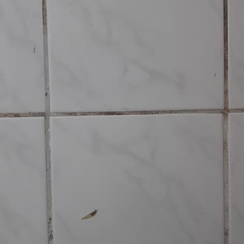 Mamak Belediyesi Hamam Böcekleri Ve Değişik Değişik Böcekler