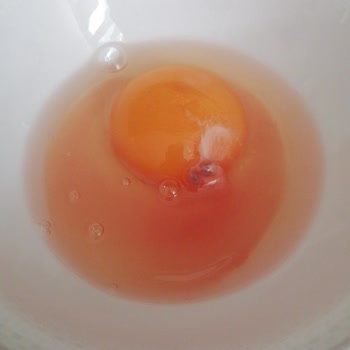 Kumbasar Yumurta Yumurtadan Civciv Çıktı