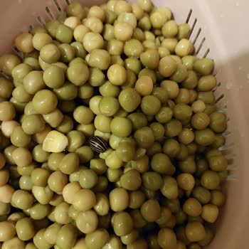 Yurdum Konserve Bezelye Konserveden Böcek Çıktı