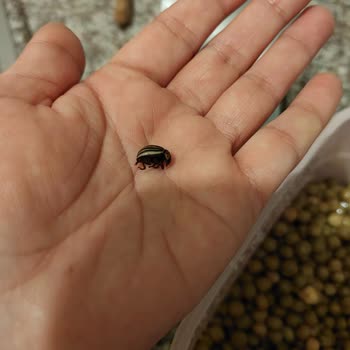 Yurdum Konserve Bezelye Konserveden Böcek Çıktı