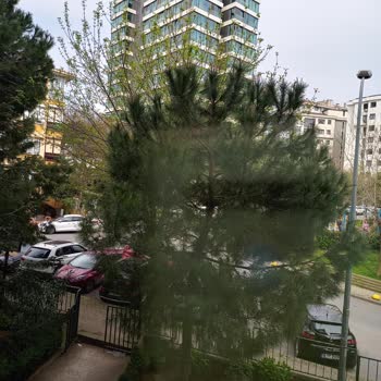 İstanbul Büyükşehir Belediyesi (İBB) Apartmanımızın Önündeki Sokak Ağacının Budanması