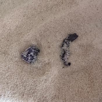 Selva Gıda İrmik Kutumda Siyah Tuhaf Şeyler