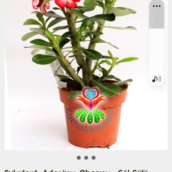 Kaktüs & Sukulent Kötü Ürün Ve Muhatap Yok