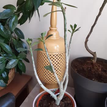 Kaktüs & Sukulent Kötü Ürün Ve Muhatap Yok