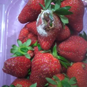 Getir Ücret İademi Yatırmıyorlar