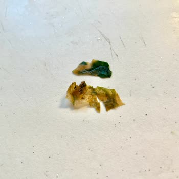 Superfresh Donmuş Ispanak İçinden Çıkan Garip Şeyler