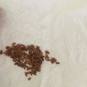 Yalova Tohumculuk Paket İçerisinden Başka Bir Ürün Çıktı