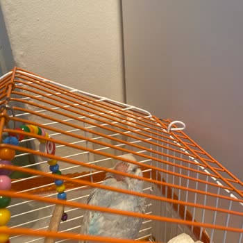 Alemdar Pet Shop Hayvanlara Eziyet Ediyor Ve Hayvanların Hepsi Hasta