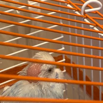 Alemdar Pet Shop Hayvanlara Eziyet Ediyor Ve Hayvanların Hepsi Hasta