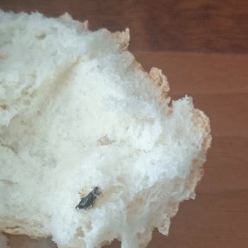 City Gross'tan Aldığım Ekmekte Fare Pisliği Çıktı