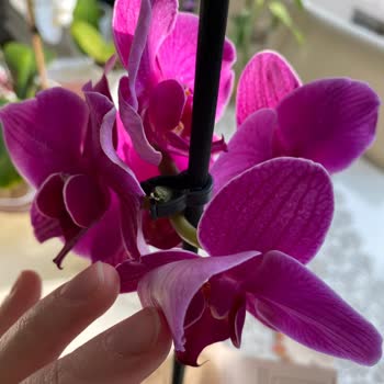 ÇiçekSepeti Yaprakları Kopmuş Kesilmiş Çiçek