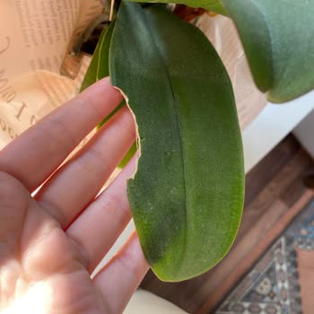 ÇiçekSepeti Yaprakları Kopmuş Kesilmiş Çiçek