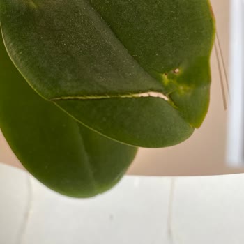 ÇiçekSepeti Yaprakları Kopmuş Kesilmiş Çiçek