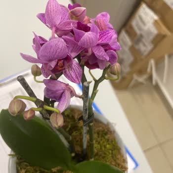 Çiçek Sepeti Soluk Çiçek